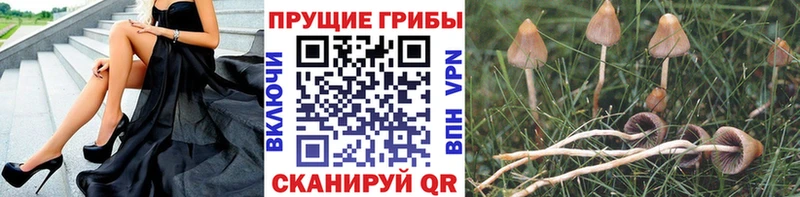 Галлюциногенные грибы Magic Shrooms  Пойковский 